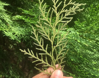 Dried Cypress Leaves 100% Natural Leaf For Resin Decoration, Candles & Cards Decoration