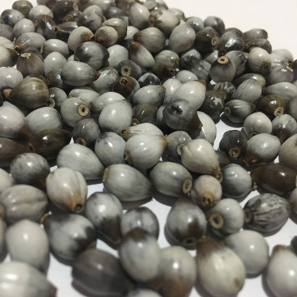 Natural Job's Tear Beads Seeds 100% grown Naturally Organic Jewelry Seeds