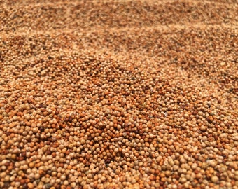 Finger millet seeds & flour 100% natural grown ragi kodo ceylon Eleusine coracana seeds