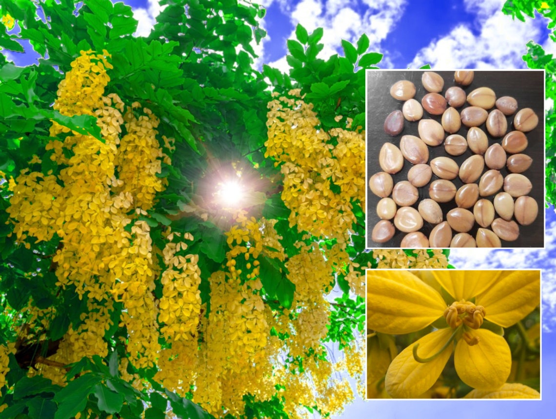 Golden Shower Tree Seeds 100 Original Cassia Fistula Seeds Etsy UK