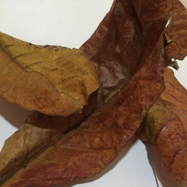 Dried Indian Almond Leaves 100% Natural Organically Grown Terminalia catappa Betta Leaves Aquarium Leaves