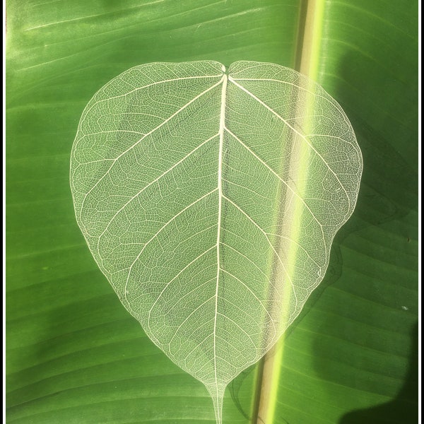 Natural Bhodhi Leaves Skeleton