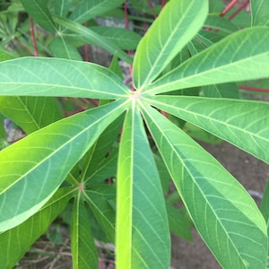 Dried Cassava 100% Natural Home Grown Manioc Manihot esculenta Sun Dried Yuca Cassava Leaves