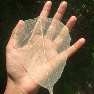 Scheletro di foglie di Bodhi naturali 100% naturali fatte a mano per artigianato, album di ritagli, artigianato floreale, carte di diserbo