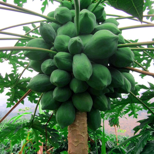 Papaya Seeds 100% Natural Organically Home Grown Carica papaya Seeds