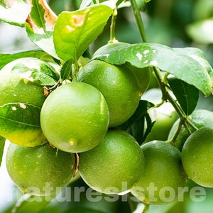 Lime Citrus aurantiifolia seeds 100% natural organically home grown ceylon heirloom seeds