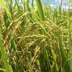 Semi di riso 100% naturali, puri, Oryza sativa di Ceylon coltivati in risaia