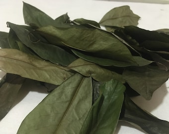 Soursop Leaves 100% Natural Home Grown Organically Dried Annona muricata Guanabana Graviola Leaves