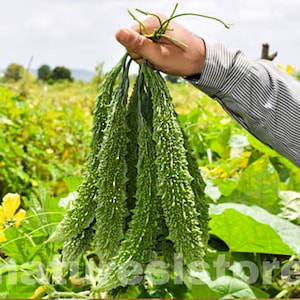 Bitterkürbis Momordica charantia 100% natürliche bittere Melone Ceylonsamen aus eigenem Anbau
