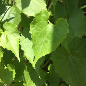Gedroogde guacobladeren 100% natuurlijke, in het wild gemaakte mikania cordifolia, handgeplukt guacoblad