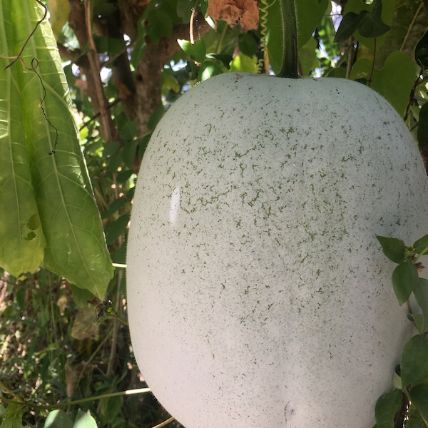 Melon cendré Melon d'hiver 100% naturel cultivé à la maison Benincasa hispida gourde en cire Citrouille blanche graines de gourde cendrée
