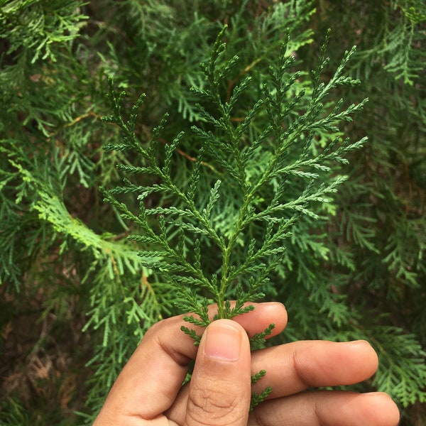 Dried Cypress Leaves 100% Natural Cupressus sempervirens Leaf For Resin Decoration, Candles & Cards Decoration