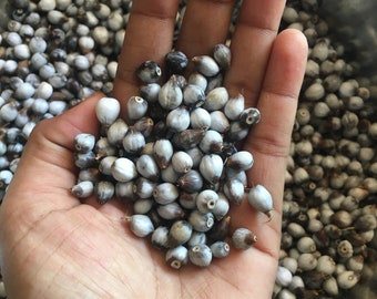 Natural job&#39;s tear beads for jewelry making natural beads 100% natural seeds Coix lacryma jobi Corn Beads/ Wholesale Price Available