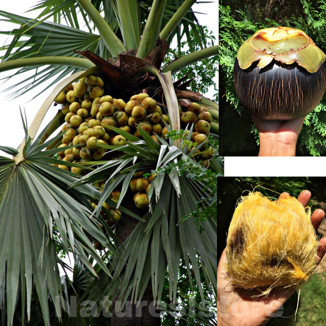 Palmyra Palm Seeds Borassus Flabellifer Doum Palm Tala Palm Toddy Palm ...
