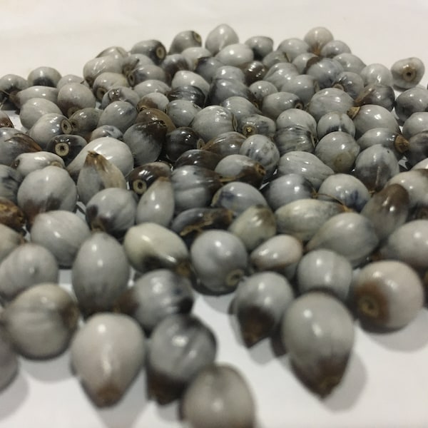 Natural job's tear beads for jewelry making natural beads 100% natural seeds Coix lacryma jobi