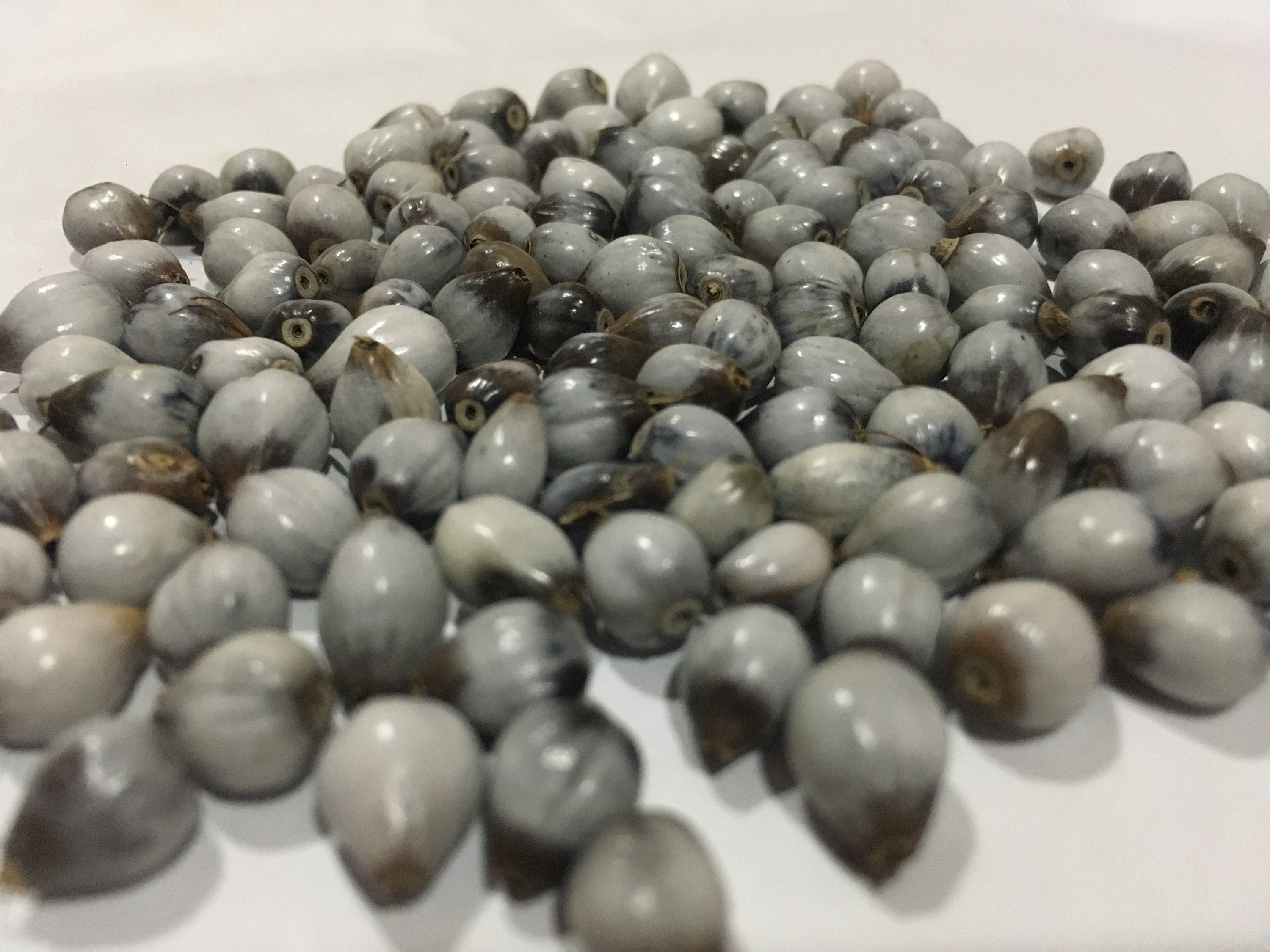 Job's tear beads 100% natural adlay millet wild grown coix lacryma beads for making jewelry