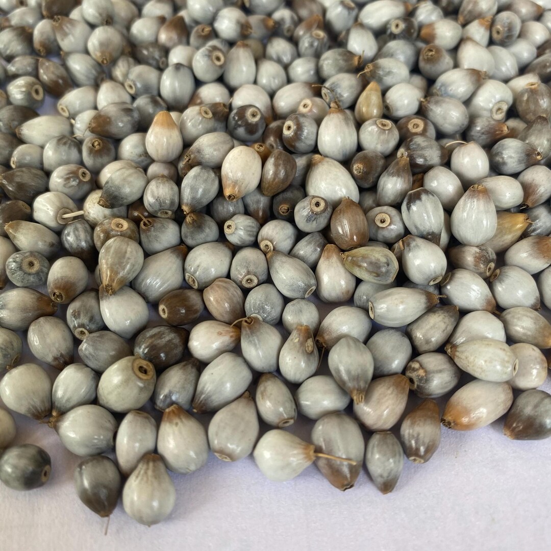 Job's Tear Beads 100% Natural Wild Grown Coix Lacryma Jobi Organic Coix ...