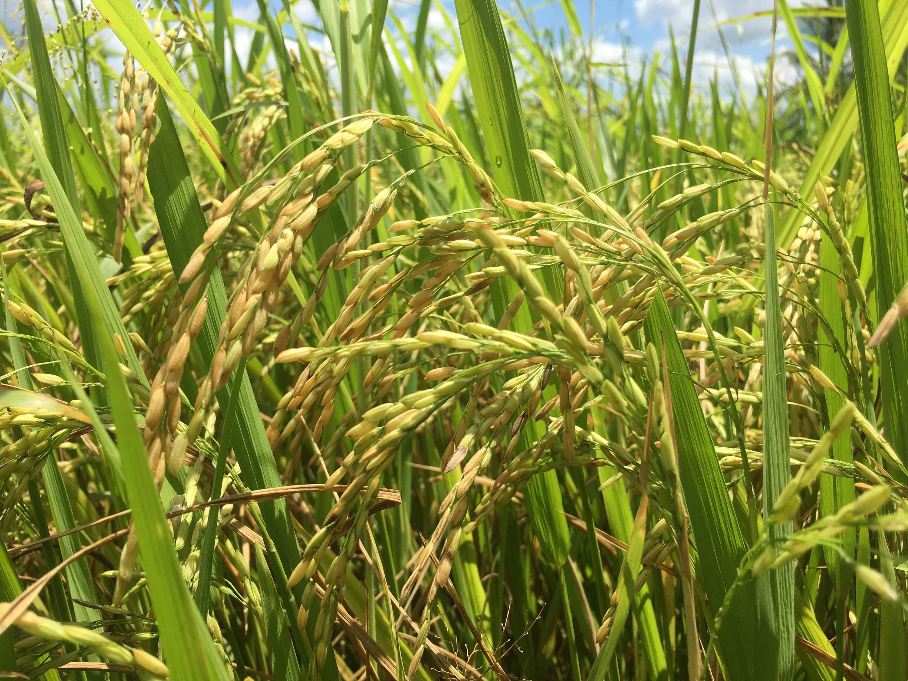 Wild Rice Seeds - 100% Organic GMO Free - Grow Your Own Aquatic Grain