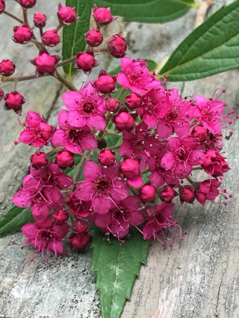 Pink Spirea Cluster Photo Print Wall Decor Spring Summer Art Canvas ...