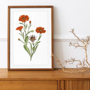 Impressão em aquarela de calêndula, decoração de parede, arte de parede, primavera, verão, tela fosca, giclée