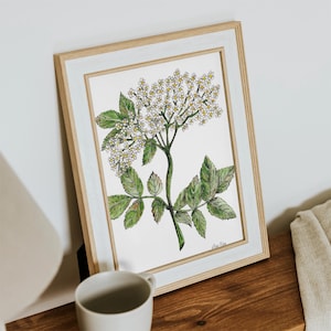 Impressão em aquarela de flor de sabugueiro, decoração de parede, arte de parede, giclée de primavera