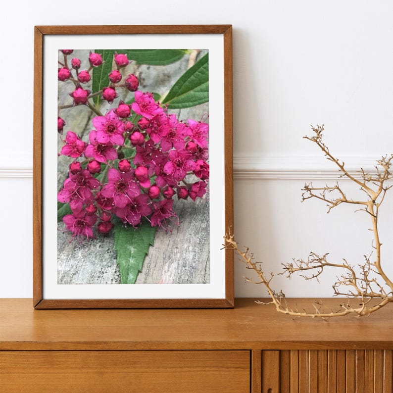 Pink Spirea Cluster Photo Print Wall Decor Spring Summer Art Canvas ...