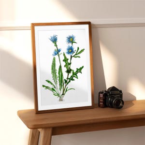 Impressão em aquarela de chicória, decoração de parede, arte de parede, tela de primavera, giclée