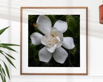 Impression photo Gardenia, décoration murale, art mural, art printanier, toile, jet d'encre