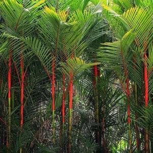 Lipstick Palm Seeds: Cyrtostachys Renda Red Sealing Wax Ornamental Palm Tree – 10 Fresh Seeds