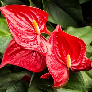 SEEDS ONLY - Red Anthurium Ornamental Flowering Plant 15 Fresh Seeds