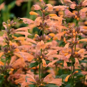Orange Hyssop (Agastache) Seeds: Perennial Ornamental Flowering Plant – 100 Fresh Seeds