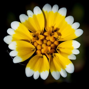 SEEDS ONLY - Tidy Tips &quot;Layia Platyglossa&quot; Ornamental Flowering Plant 500 Fresh Seeds