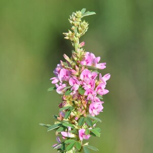 SEEDS ONLY - Slender Bush Clover &quot;Lespedeza Virginica&quot; Ornamental Flowering Plant 100 Fresh Seeds