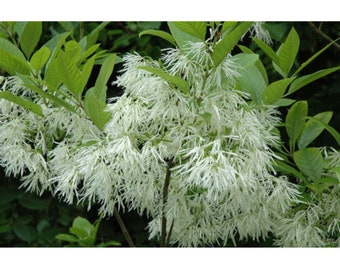 Fringe Tree "Chionanthus Virginicus" Old Man’s Beard White Bloom Flower 3 Fresh Seeds