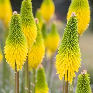 SEEDS ONLY - Hot Poker Torch Lily Bright Yellow Perennial Ornamental Flowering Plant 25 Fresh Seeds