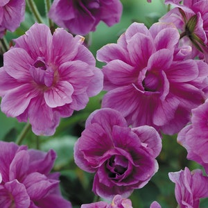 SEEDS ONLY - Double Purple Geranium Perennial Ornamental Flowering Plant 10 Fresh Seeds