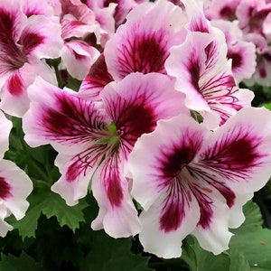 SEEDS ONLY - White Purple Geranium Perennial Ornamental Flowering Plant 10 Fresh Seeds