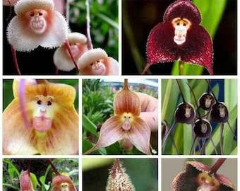 Monkey Face Orchid Rare Flower 10 Seed