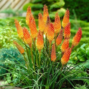 SEEDS ONLY - Hot Poker Torch Lily Orange Purple Perennial Ornamental Flowering Plant 25 Seeds