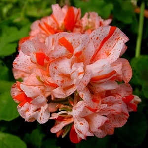 SEEDS ONLY - Orange White Geranium Perennial Ornamental Flowering Plant 10 Fresh Seed