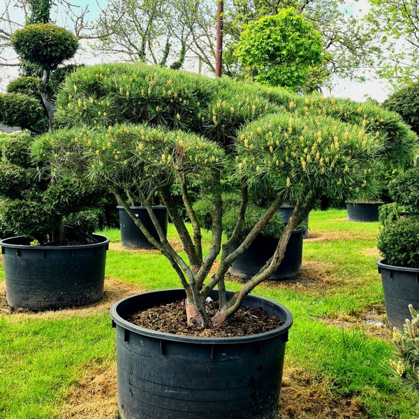 Japanese Red Pine Bonsai "Pinus Densiflora" Landscape Evergreen Tree 10 Fresh Seeds