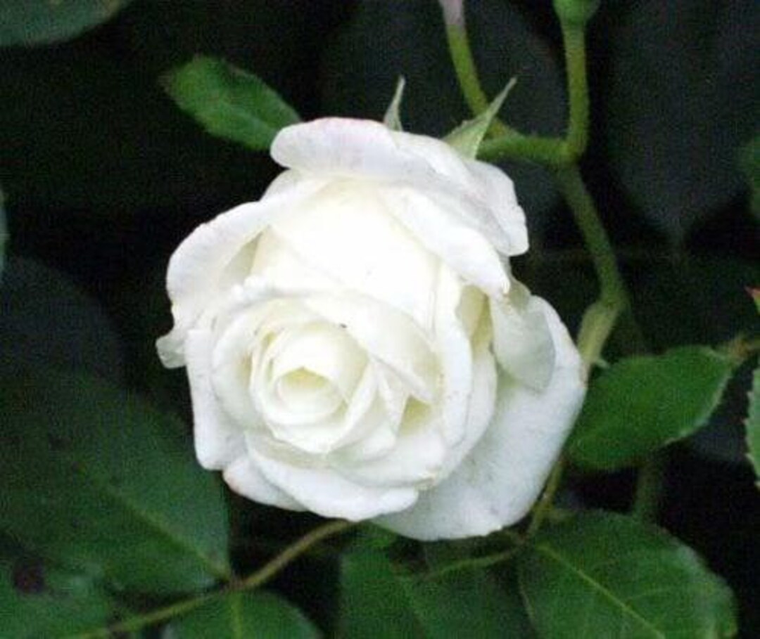 White Rose Perennial Rosa Bush Shrub Flower 5 Seeds Etsy