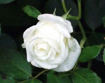 White Rose Perennial Rosa Bush Shrub Flower 5 Seeds