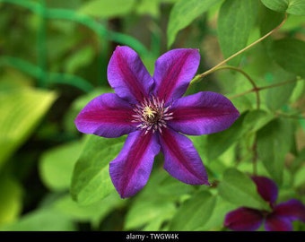 Purple Red Clematis Flower Climbing Perennial Garden Bloom 25 Fresh Seed