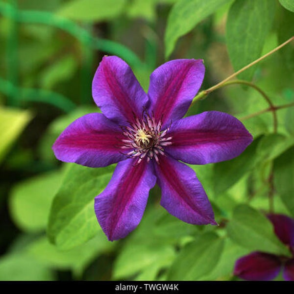 Purple Red Clematis Flower Climbing Perennial Garden Bloom 25 Fresh Seed