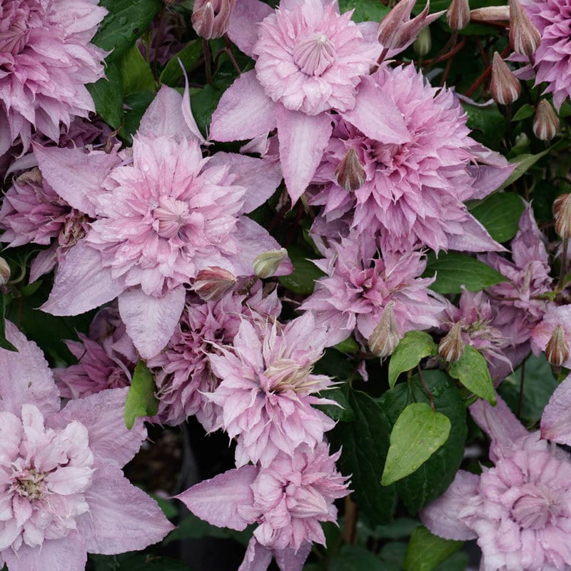 New Double Pink White Clematis Perennial Bloom Flowers 25 Etsy