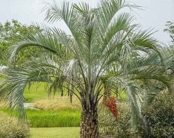 Jelly Palm "Butia Capitata" Ornamental Tree 10 Fresh Seeds