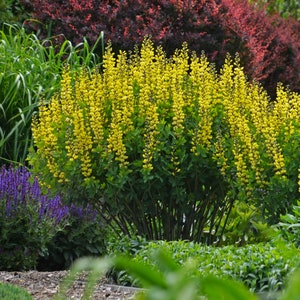 Large Yellow Wild Indigo "Baptisia Sphaerocarpa" 50 Fresh Flower Seeds