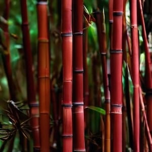 Siergras Bamboo Seeds: Ornamental Privacy Shade Plant – 50 Fresh Seeds