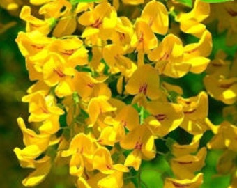 Golden Wisteria Vine Climbing Perennial Ornamental Flowering 5 Fresh Seeds
